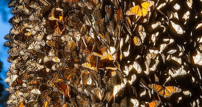 Un grupo de mariposas monarca en los bosques de México.