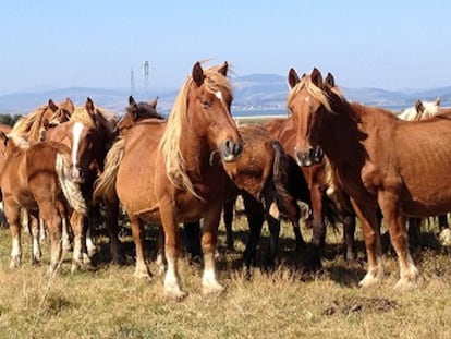 Potro hispano-bretón ¿el ibérico de las montañas?