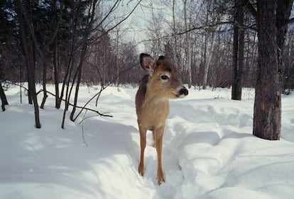 Venado con Coronavirus en Quebec, Canadá