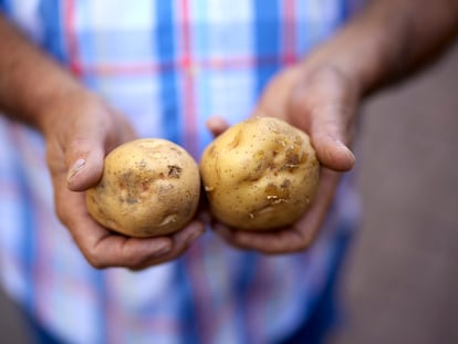 Dos patatas copo de nieve recuperadas y cultivadas en el Nigüelas (Granada).