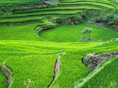 Sapa (Vietnam). 