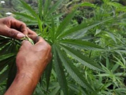 El nuevo instituto se encarga de distribuir permisos de cultivo y de registrar a los consumidores de marihuana.