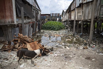 Un perro pasea por las calles del asentamiento humano Iván Vásquez, en Iquitos (Perú) durante la cuarentena por la covid-19. Entonces soportar el calor amazónico fue más difícil. En este lugar no existe un acceso adecuado a recursos hídricos ni saneamiento, a pesar de estar cerca de una de las mayores reservas del mundo.