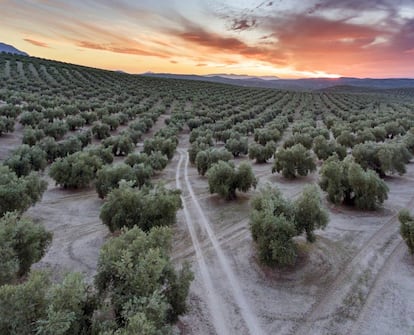 Panorámica de un olivar cerca de Torredonjimeno, en la provincia de Jaén (Andalucía).