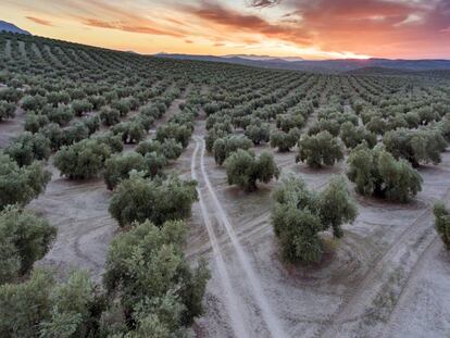 Panorámica de un olivar cerca de Torredonjimeno, en la provincia de Jaén (Andalucía).