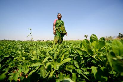 El marido de Cheemala se suicidó en diciembre de 2008 al no poder hacer frente a las deudas que había contraído. Ahora trata de sobrevivir con la plantación de cacahuete junto a la que posa en la imagen, uno de los cultivos más extendidos en el estado de Andhra Pradesh.