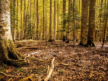 El Parque Nacional de Ordesa y Monte Perdido cumple cien años