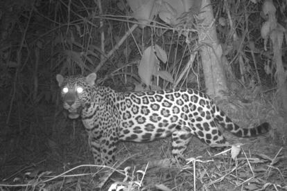Un jaguar captado por cámaras trampa en la reserva Montes Azules. El felino se encuentra bajo amenaza por el aumento de la deforestación, la ganadería y los asentamientos humanos en la selva Lacandona.