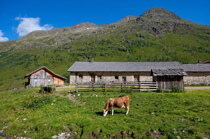 Una vaca als Alps Centrals Austríacs.