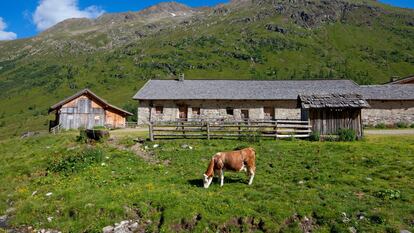 Una vaca als Alps Centrals Austríacs.