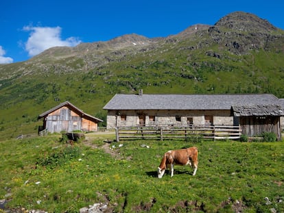 Una vaca als Alps Centrals Austríacs.