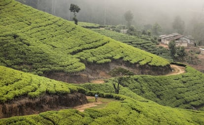 Plantaciones de té en la región de Kandy, en el centro de Sri Lanka.