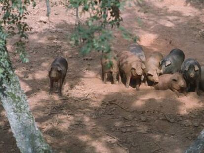 Cerdos ibéricos en la Sierra de Aracena.