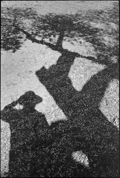 La sombra del propio Stuart Franklin junto a la silueta de un olivo, en Ulldecona (Tarragona).