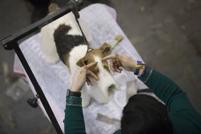 Brittany Phelps, prepara a Dolce, un fox terrier de pelo de alambre, antes de la competición.