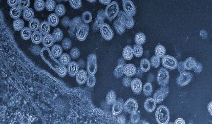 Virus de la gripe aviar H7N9 saliendo de una célula.