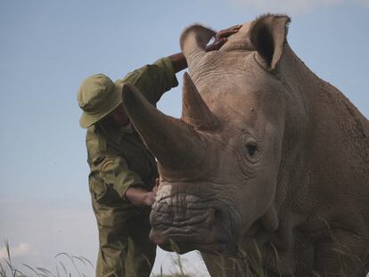 A caretaker at Kenya’s Ol Pejeta reserve caresses Najin, one of the last two surviving northern white rhinos.