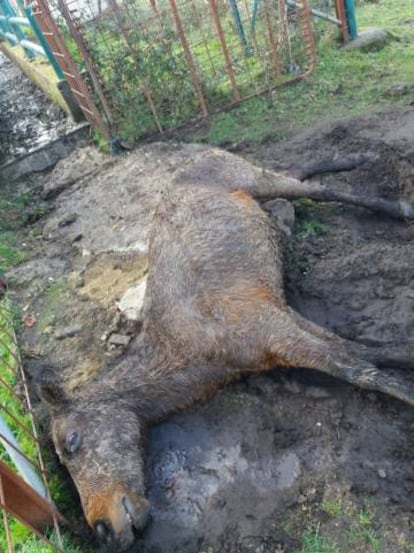 Uno de los animales a los que se ha dado muerte, a las puertas de la manga de desparasitación donde los acorralaron.