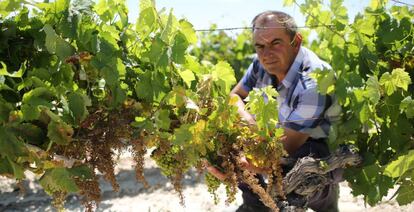 José Sumariva Harana ha perdido el 85% de la cosecha de uva palomino de 2016.