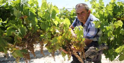 Jos&eacute; Sumariva Harana ha perdido el 85% de la cosecha de uva palomino de 2016.