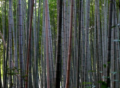 Bosque de bambú en la ciudad de Kioto