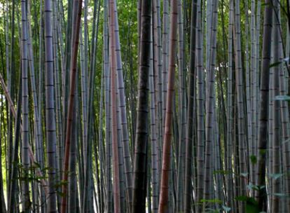 Bosque de bambú en la ciudad de Kioto