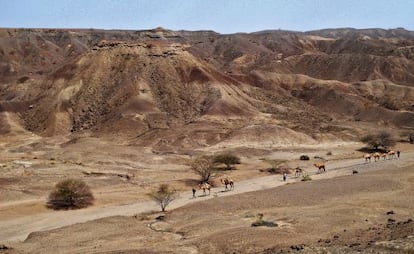 Unma caravama de camellos atraviesa la zona de Lee Adoyta, donde en enero de 2013 un estudiante descubrió la mandíbula.