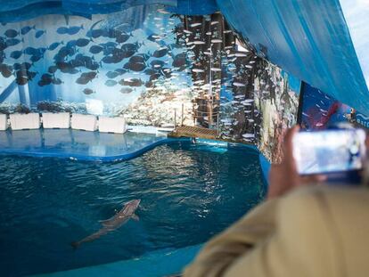 Delfines en el zoo de Barcelona.