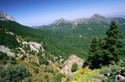 Las broncas sierras calizas del parque natural de Grazalema acogen un bosque de pinsapos, joyas procedentes de la era terciaria que solo mantienen su verdor por estas tierras gaditanas y por las malagueñas de la sierra de las Nieves, además del Rif marroquí. Estos montes ostentan el mayor índice publiométrico de la Península y se encuentran agujereados por las numerosas lluvias que arrastran hasta aquí los vientos oceánicos. La erosión ha cincelado multitud de barrancos, simas y cuevas, depresiones y cañones, como el Bocaleones o la Garganta Verde.