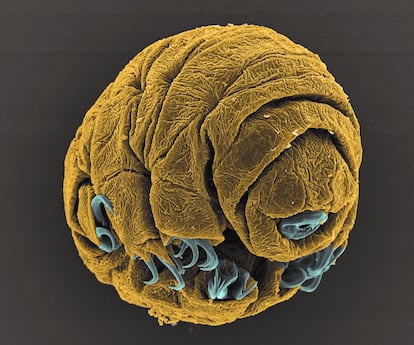 Los tardgrados, llamados comnmente osos de agua, son peque?os animales invertebrados capaces de sobrevivir a condiciones ambientales extremas. Esta imagen tomada con un microscopio, que muestra un embrin de 50 horas de vida de la especie 'Hypsibius dujardini', fue finalista en la categora Microimagen.