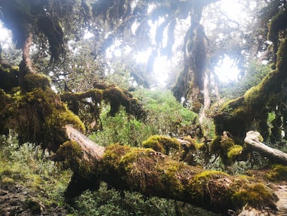 Bosque de queñua en el páramo de Tunguraque, Ecuador.