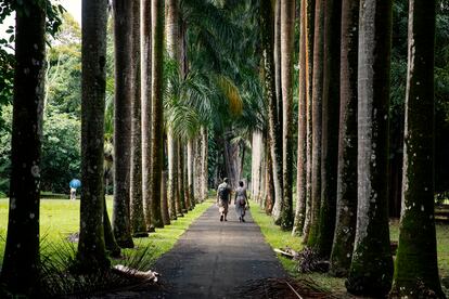 El jardín botánico Seewoosagur Ramgoolam, en Pamplemousses (Mauricio).