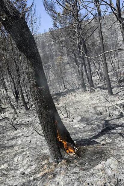 Bosque arrasado por el fuego en el monte de Barxeta, ayer.