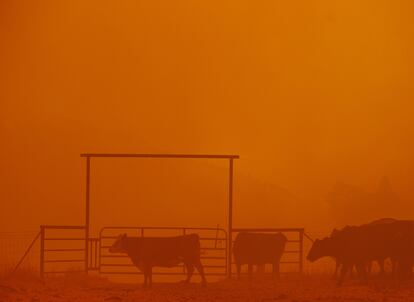 Varias vacas en unos pastos en el condado de Mariposa, en el que el cielo se ha teñido de naranja por el fuego.