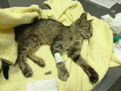 Un gato herido, en el Centro Municipal de Protección y Control Animal de Sevilla. /CEDIDA