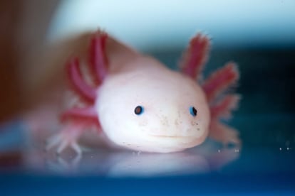 Axolotl wounds