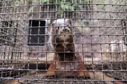 Un visón encerrado en una jaula en una granja rusa. 