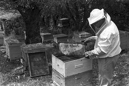 Un apicultor manipula colmenas de abejas en la localidad madrileña de Colmenar Viejo.