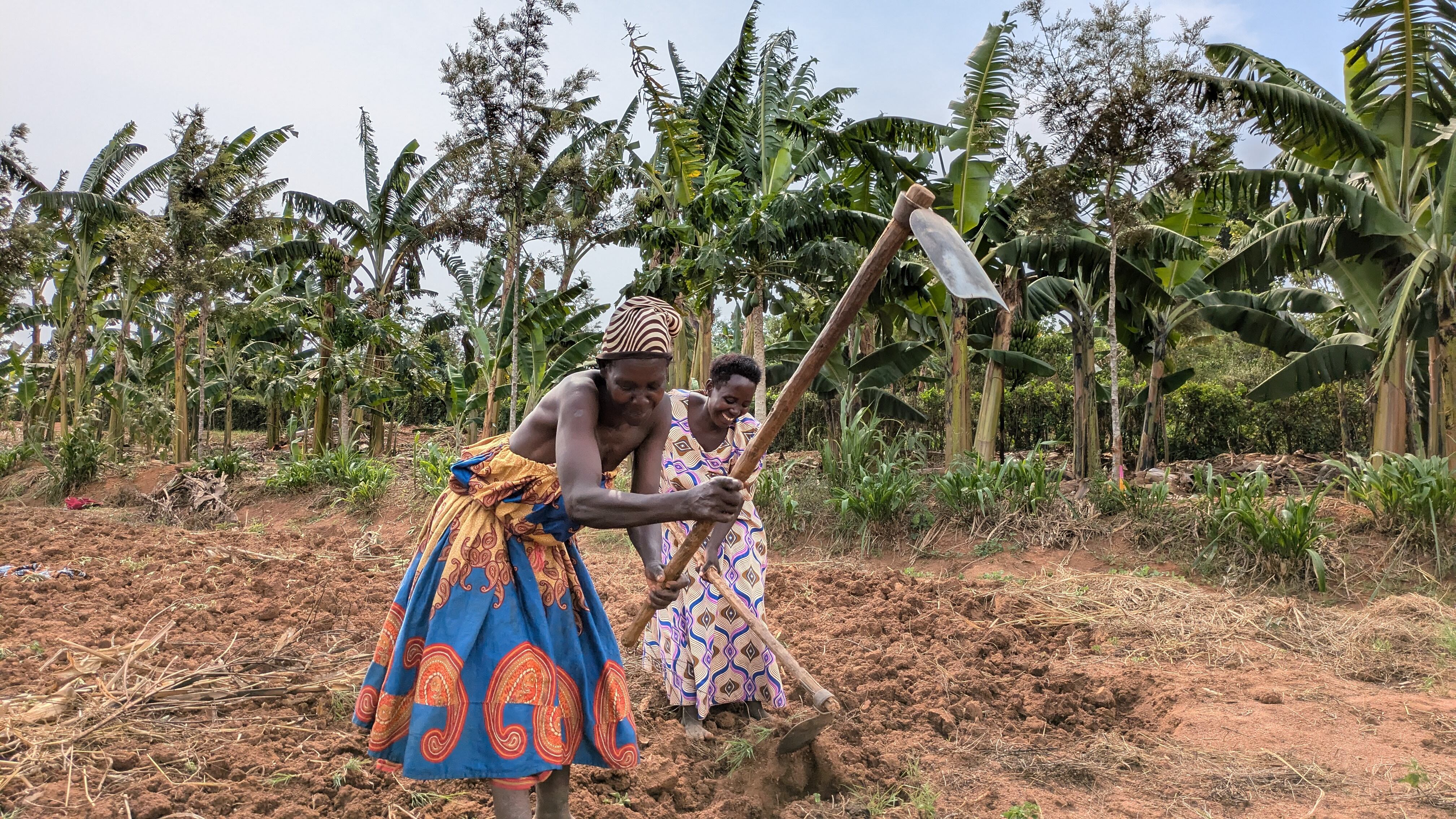 Dos madres de los alumnos del colegio de Sembabule trabajan en el proyecto agrícola, en febrero de 2025.