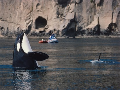 Una orca juguetea en la isla de San Juan (Estado de Washington, EE UU).