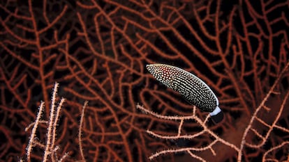 Anampses lineatus, también conocido como pez labrido de líneas. La imagen fue capturada en el parque nacional Ras Muhammad, de Egipto, en septiembre de 2010.