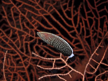 Anampses lineatus, también conocido como pez labrido de líneas. La imagen fue capturada en el parque nacional Ras Muhammad, de Egipto, en septiembre de 2010.