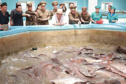 Kim Jong Un inspecciona una granja de bagre en la provincia de Hwanghae del Sur.