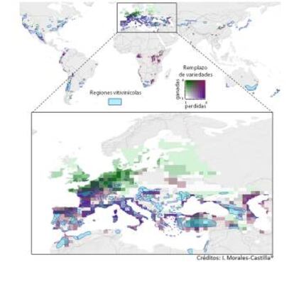 Sobre el mapa global del vino, aparecen las regiones vitivinícolas de Europa. En verde, zonas que ganarán variedades y, en azules morados, las que más pierden.