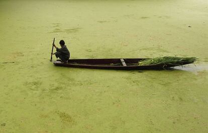 Un joven intenta abrirse paso con su barca entre la maleza que cubre las aguas del lago Anchar Lago, en Srinagar , India. 14 de mayo 2014.