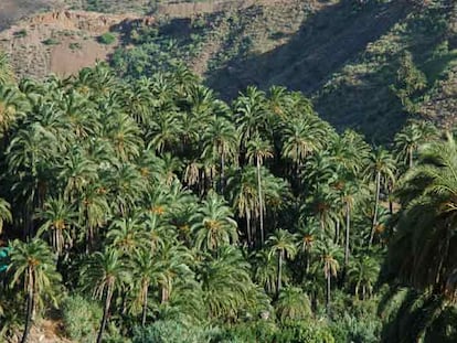 Palmeral de Gran Canaria recuperado tras un incendio.
