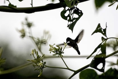 Entre la sombra y la luz, un colibrí comienza a beber el néctar una flor en medio del bosque. Su labor como polinizador es vital.