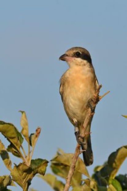 El alcaudón chico, una de las aves en peligro en España por la agricultura intensiva y uso de plaguicidas.