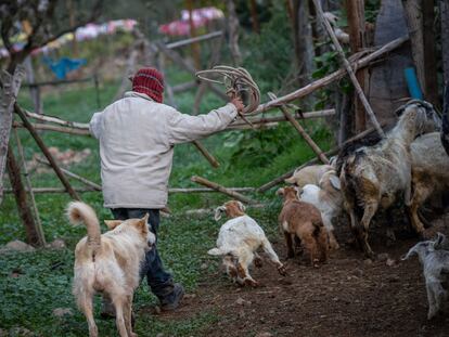 Un campesino ganadero en las montañas al interior de Petorca, Chile, el jueves 8 de septiembre de 2022.