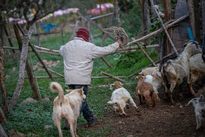 Un campesino ganadero en las montañas al interior de Petorca, Chile, el jueves 8 de septiembre de 2022.